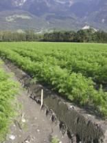 meadow) organic & mineral fertiliser >1987: vegetable gardening mineral fertiliser only depth (cm) 1 2 3 4 5