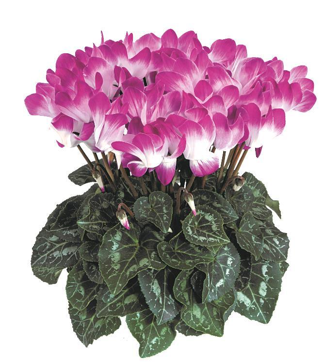 Auszug Herbst KW 31 43 Chrysanthemen multiflora