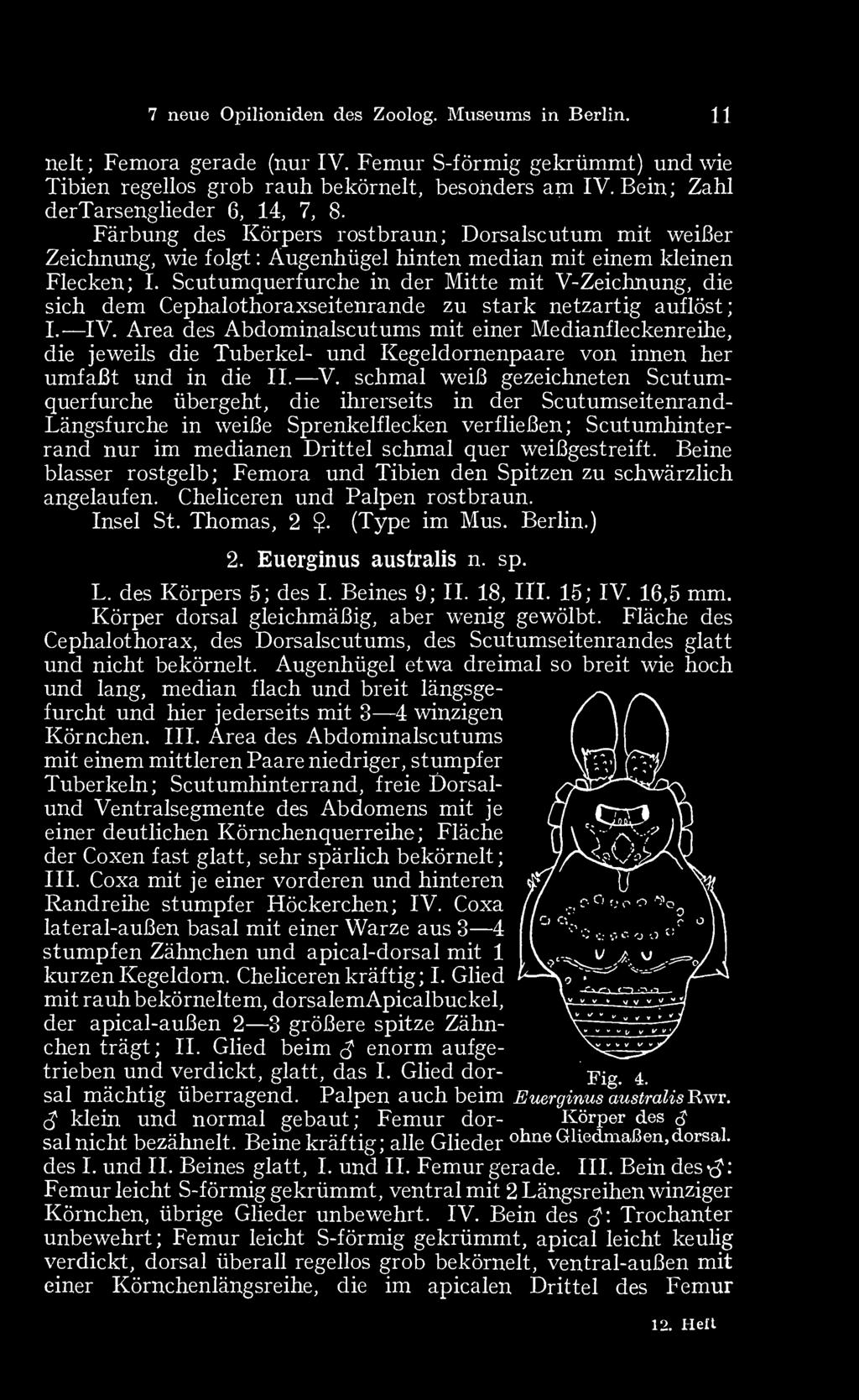 4 7 neue Opilioniden des Zoolog. Museums in Berlin. 11 Femora gerade (nur IV. Femur S-förmig gekrümmt) und wie nelt; Tibien regellos grob rauh bekörnelt, besonders am IV.