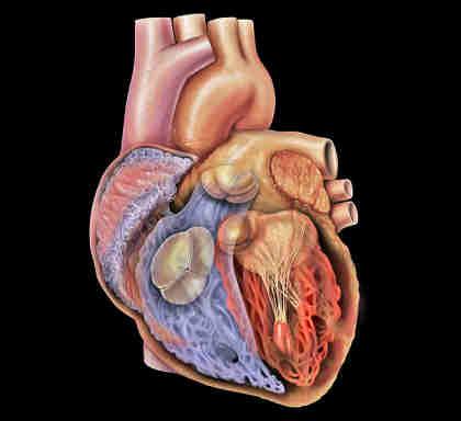 Herzklappen Gewebezucht Taschenklappen besitzen eine spezifische Histologie