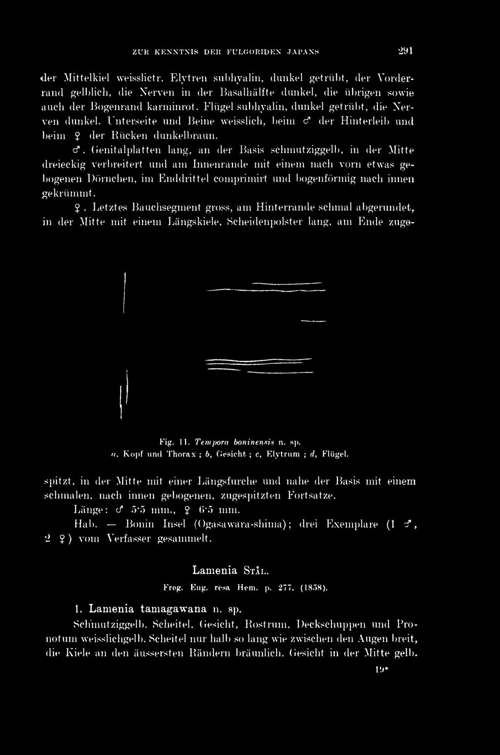 ZUK KENNTNIS DE Ii FULGORIDEN JAPANS 291 Fig. 11. Tempora boninensis n. sp. n, Kopf und Thorax ; b, Gesicht ; c, Elytrum ; d, Flügel. der Mittelkiel weisslictr.