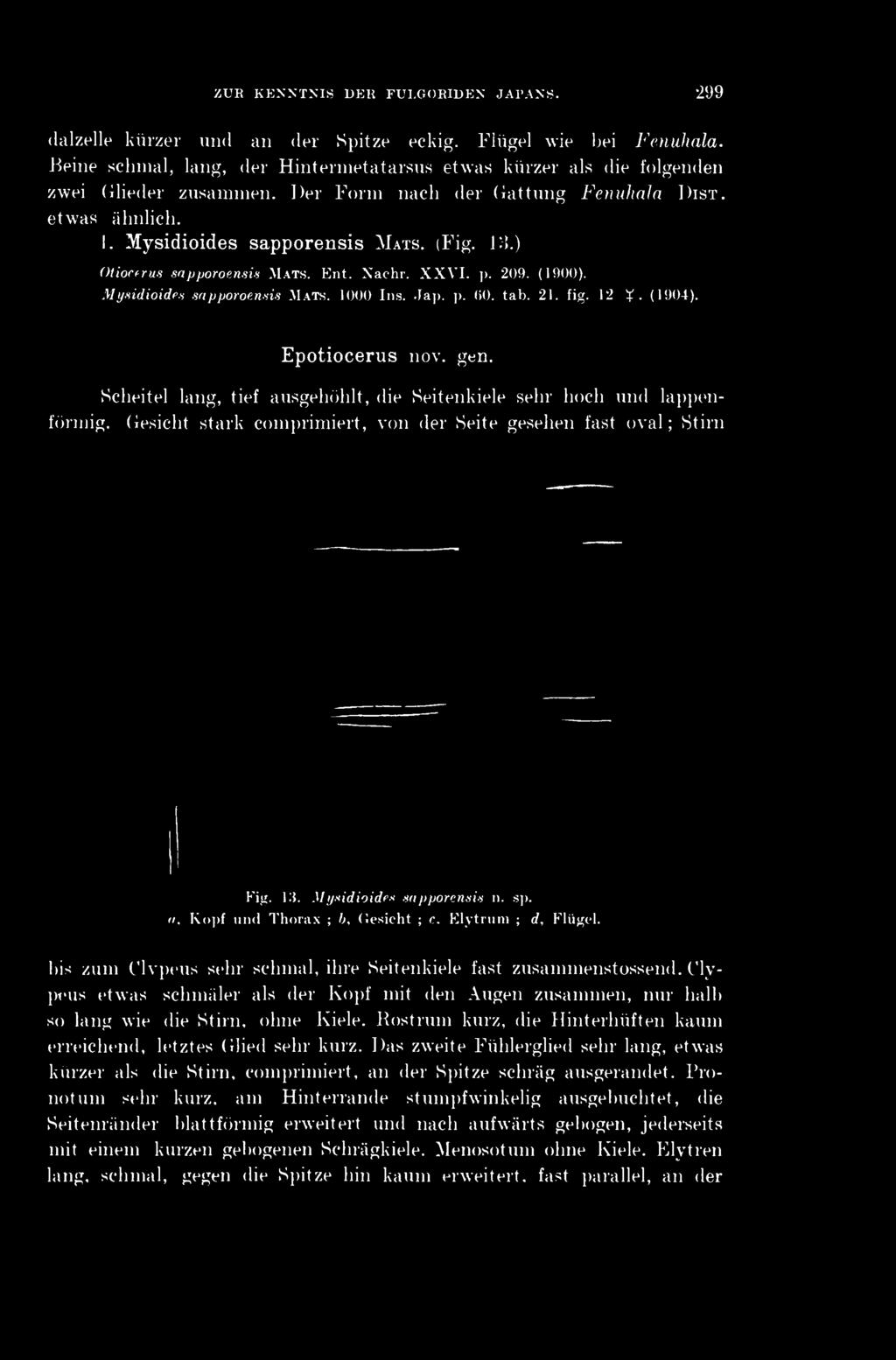 ) Otiocerus sapporoensis MATS. Ent. Nachr. XXVI. p. 209. (1900). Mysidioides sapporoensis MATS. 1000 Ins. Jap. p. 60. tab. 21. fig. 12 (1904). Epotiocerus now gen.