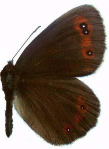 Nymphalidae: Satyrinae 1021/30 Erebis ligea LINNAEUS, 1758 1020/41 Erebia aethiops ESPER, 1777 1018/43 Erebia medusa DENIS & SCHIFFERM.