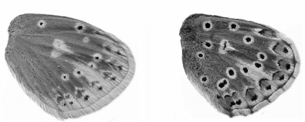 Lycaenidae: Plebijinae 1111/200 Polyommatus dorylas DENIS & SCHIFF.