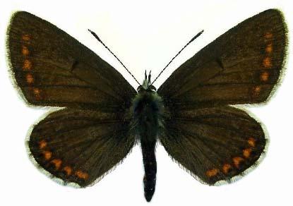 Lycaenidae: Plebijinae 1106/186 Aricia agestis DENIS & SCHIFFERM., 1775 im Vergleich mit weiblichen Tieren von Polyommatus icarus und thersites.