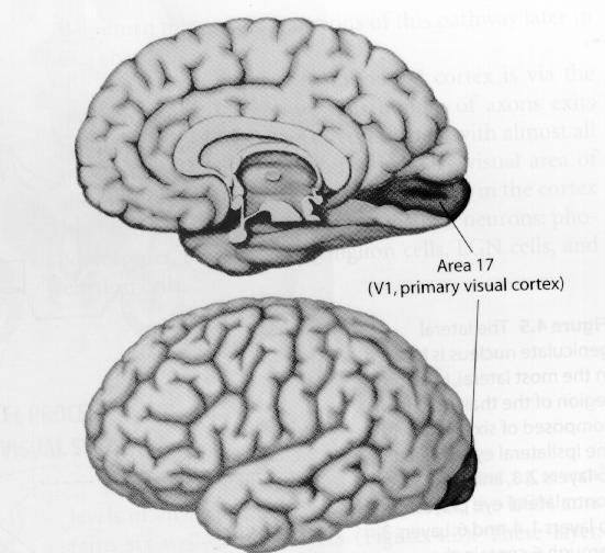 Landmarken: Visueller Cortex V1 Mediale Fläche spiegelt