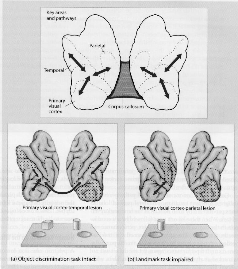 Warum eine Unterteilung in den dorsalen und ventralen Pfad, wenn jeder den crosstalk zwischen den Pfaden
