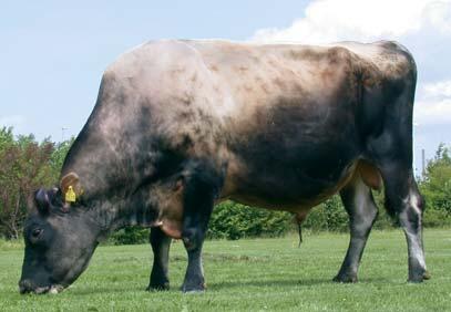 Top-Fundamente und hohe Leistung, SKAE Hede vererbte gesunde, langlebige Kühe mit hoher Milchleistung. Beide Bullen züchteten zudem hohe Inhaltstoffe.