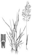 14. Goldhafer (Trisetum flavescens L.) Der Goldhafer ist ein ausdauerndes, blattreiches Gras, das ein feines und nährstoffreiches Futter liefert.
