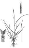 16. Kammgras (Cynosurus cristatus L.) Das Kammgras wird speziell in Weidemischungen und Mischungen höhere Lagen eingesetzt.