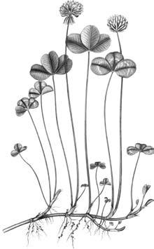 3. Weissklee (Trifolium repens L.) Der Weissklee ist die einzige Kleeart, welche eine häufige Nutzung auf Dauer erträgt.