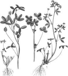 4. Esparsette (Onobrychis viciifolia Scop.