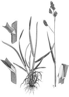 Alexandriner- und Perserklee (Trifolium alexandrinum L., Trifolium resupinatum L.) 1.