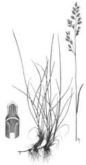 3. Rohrschwingel (Festuca arundinacea Schreber) Der Rohrschwingel wurde oft als eher mittelmässige Futterpflanze eingeschätzt, da die groben Blätter der Wildformen vom Vieh meist verschmäht werden.