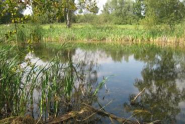 geeignete Habitate => strukturreiche, störungsarme Kleingewässer mit lockerer Gewässervegetation, ohne Fischbesatz