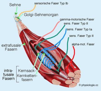 SI und die Muskelfasern Sensoren Kraftsinn (Muskelspindel) Sensoren Bewegungssinn (Golgi-Sehnenapparat) werden