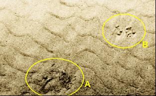 Erkundung von Unterwasserhindernissen in Unter- und Auβenelbe Bild der Gewässersohle: Side Scan Sonar