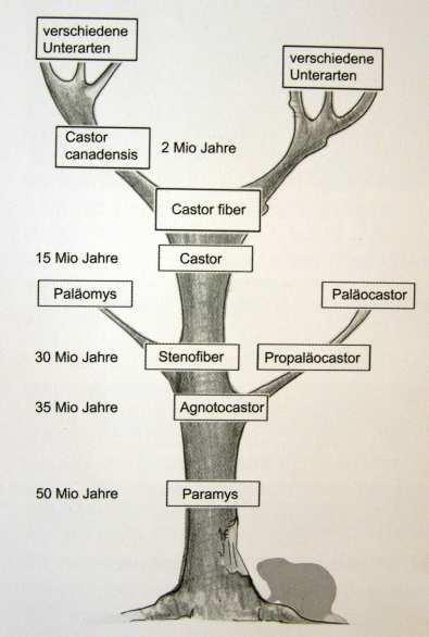 In Nordamerika lebte in den letzten zwei Millionen Jahren der Riesenbiber (Castoroides ohioensis), der
