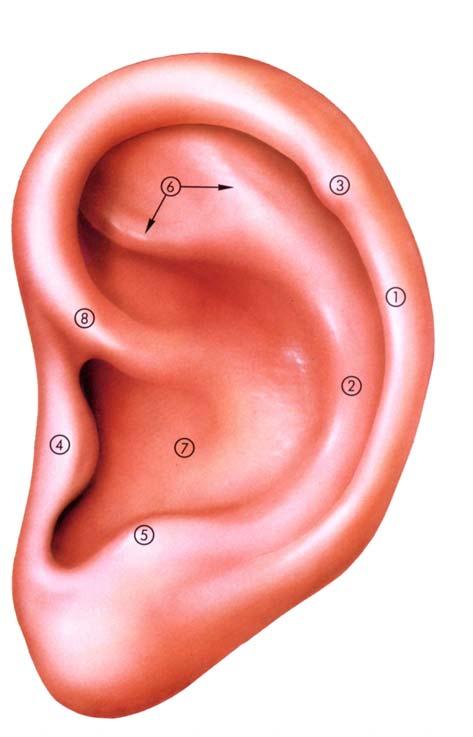 Anatomie (Äußeres Ohr) Dr.