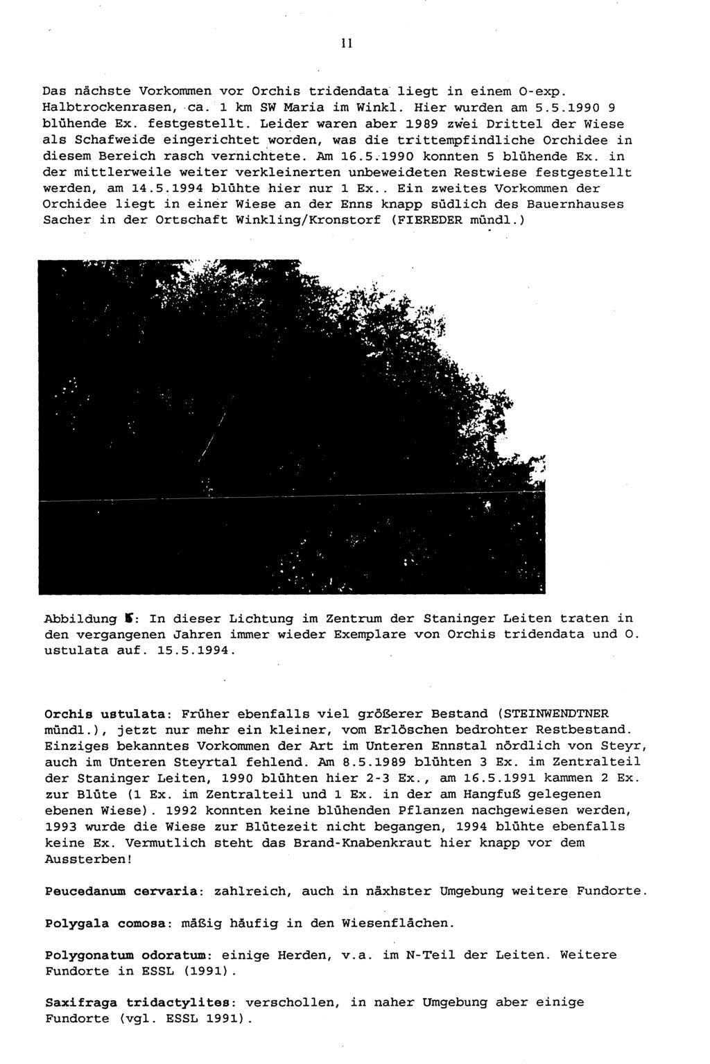 11 Das nächste Vorkommen vor Orchis tridendata liegt in einem O-exp. Halbtrockenrasen, ca. 1 km SW Maria im Winkl. Hier wurden am 5.5.1990 9 blühende Ex. festgestellt.