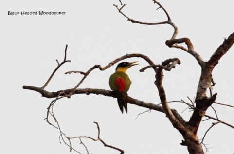 Stop an der Straße bevor der Wanderweg in den Bergwald abbiegt sehen wir den schon wiederholt gesuchten Rotsteißbartvogel und Goldbrustbülbül Red Vented Barbet, Black Crested Bulbul, später bei einem