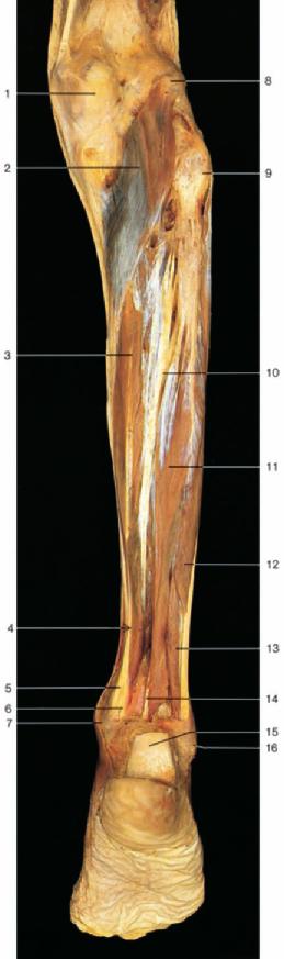 476 Muscles of the Leg and Foot: Deep Flexor Muscles Medial condyle of femur Popliteus muscle Flexor digitorum longus muscle Tendon of tibialis posterior muscle 6 Tendon of flexor digitorum longus