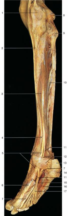 Muscles of the Leg and Foot: Deep Flexor Muscles 477 8 4 Medial condyle of femur Tibia Flexor digitorum longus muscle Tendon of tibialis posterior muscle 6 Abductor hallucis muscle 7 Tendon