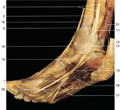 tendon 4 Calcaneal tuberosity Crossing of tendons in the sole 6 Quadratus plantae muscle 7 Tendons of flexor digitorum longus muscle 8 Tendon of tibialis anterior muscle 9 Area of insertion