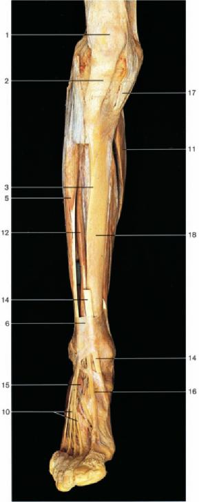 Patella Patellar ligament Anterior margin of tibia 4 Tibialis anterior muscle Extensor digitorum longus muscle 6 Superior extensor retinaculum 7 Inferior extensor retinaculum 8 Tendon of peroneus