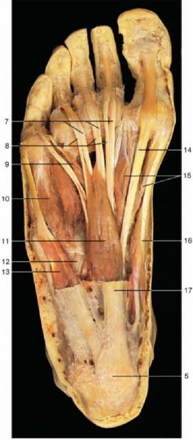 Muscles of the Foot 479 8 0 Sole of the foot with the plantar aponeurosis. 9 4 Course of the extensor muscles of the leg (anterior aspect). 6 Muscles of the sole of foot, superficial layer.