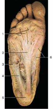 Longitudinal bands of plantar aponeurosis Plantar aponeurosis Position of tuberosity of fifth metatarsal bone 4 Muscles of fifth toe with fascia Calcaneal tuberosity 6 Muscles of great toe with