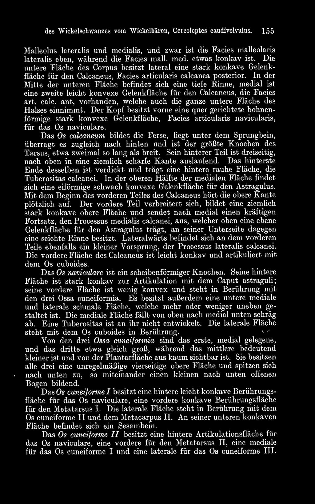 In der Mitte der unteren Fläche befindet sich eine tiefe Rinne, medial ist eine zweite leicht konvexe Gelenkfläche für den Calcaneus, die Facies art. calc.