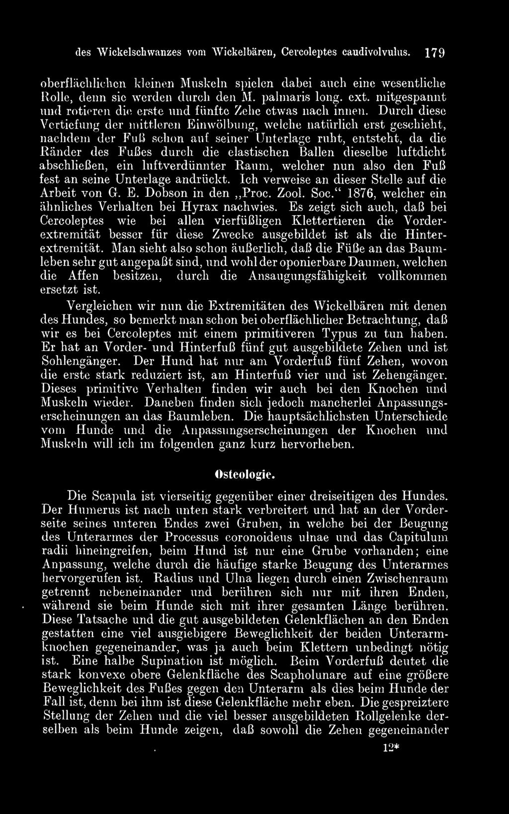 Durch diese Vertiefung der mittleren Einwölbiuig, welche natürlich erst geschieht, nachdem der Fuß schon auf seiner Unterlage ruht, entsteht, da die Ränder des Fußes durch die elastischen Ballen