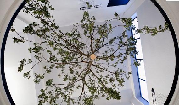 Baum 2 Für eine Ausstellung im AUT Innsbruck wurde erneut ein Baum (Esche) samt Wurzeln ausgegraben und durch zwei Stockwerke der ursprünglichen Brauerei gezogen: im ersten Stock konnte die Krone, im