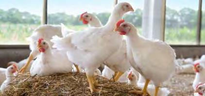 Ein sich schnell entwickelnder, vielfältiger Ansatz für die Hühnerproduktion EU Frankreich Niederlande UK EU Direktive 2000/13/EC Standard 56 Tage: Freiland & Extensiv Haltung 81 Tage: