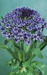 Die hübsche blaue, ballförmige Blüte besteht aus vielen Einzelblüten mit ovalen Blumenblättern