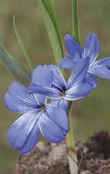 Eine Seltenheit, sehr knapp. 59122 cyanocrocus var. leichtlinii, hat hellblaue Blüten mit einer deutlich weißen Mitte. Ebenfalls sehr knapp.