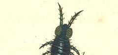 Anpassungen hygrophiler Arten an das Leben auf der Wasseroberfläche: Podura aquatica De Geer (1749): Kleine schwarze Insekten, die den tauzenden zusammen auf den