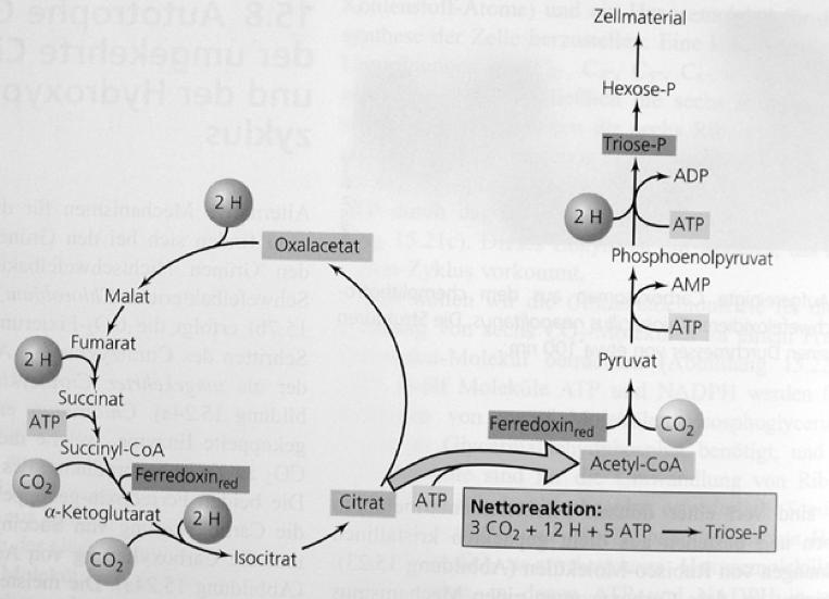 - Calvin-Zyklus - Calvin-Zyklus Die meisten Photosynthetiker sind autotroph und fixieren CO 2 über den Calvin-Zyklus. Dabei setzen NADH, und Chloroplasten NADPH als Reduktionsmittel ein.