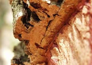 Therefore, we at EUROSTYLE rely on cork for our products. The bark of the cork tree has become a clear alternative to leather. Cork is purely vegetable and therefore ideal for a vegan lifestyle.