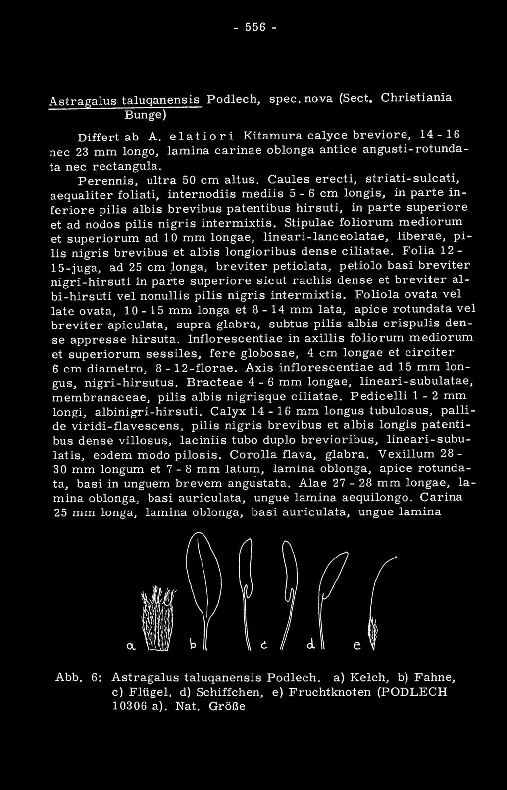 Gaules erecti, striati-sulcati, aequaliter foliati, internodiis mediis 5-6 cm longis, in parte inferiore pilis albis brevibus patentibus hirsuti, in parte superiore et ad nodos pilis nigris