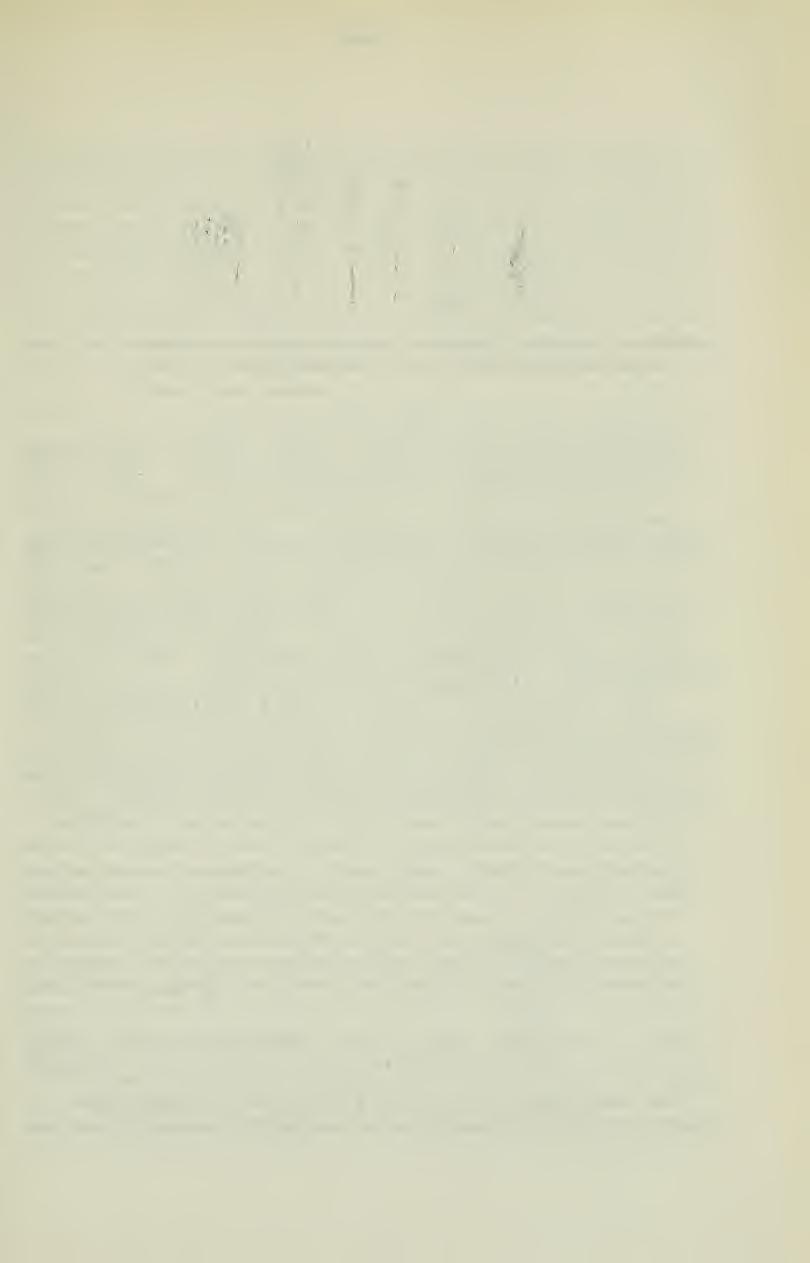 - 563 - Abb. 11: Astragalus ishkamishensis Podlech. a) Kelch, b) Fahne, c) Flügel, d) Schiffchen, e) junge Frucht (PODLECH 10686). Nat. Größe longis albidis ciliatae. Folia 10-20 cm.