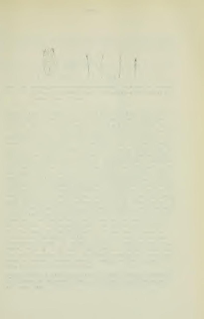 - 567 - Abb. 14: Astragalus farkharensis Podlech, a) Kelch, b) Fahne, c) Flügel, d) Schiffchen, e) Fruchtknoten (PODLECH 10460). Nat. Größe petiolo breviter adnatae, 8-12 mm.
