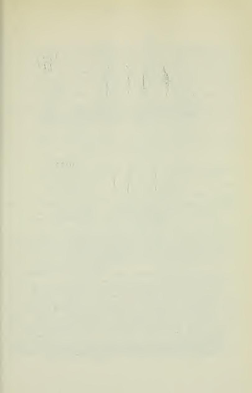 - 573 - Abb. 20: Astragalus penicillatus Podlech. a) Kelch, b) Fahne, c) Flügel, d) Schiffchen, e) Fruchtknoten, f) Hülse (PODLECH 12661 a). Nat. Größe \ Abb. 21: Astragalus penicillatus Podlech var.
