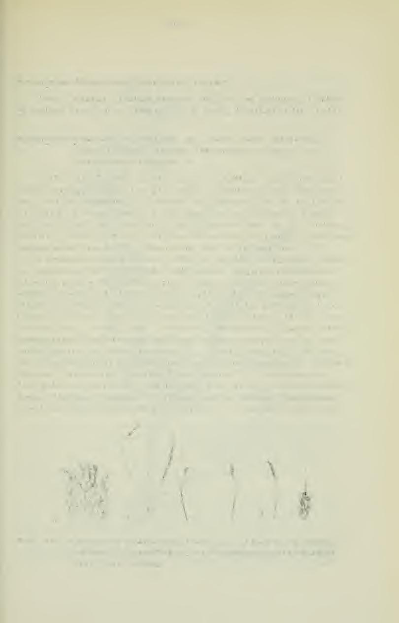 - 577 - Astragalus (Alopecias) kulabensis Lipsky. Prov. Talchar: Badam-Darrah südlich von Taluqan, Lößhänge südlich des Ortes, 1000 m, 19.6.1965, PODLECH Nr. 11417.