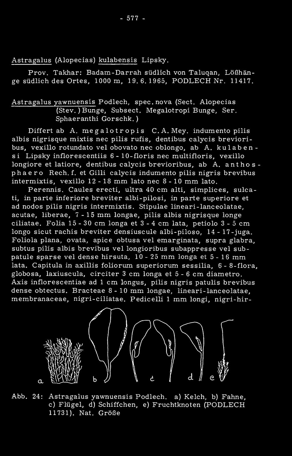 et Gilli calycis indumento pilis nigris brevibus intermixtis, vexillo 12-18 mm lato nee 8-10 mm lato. Perennis.