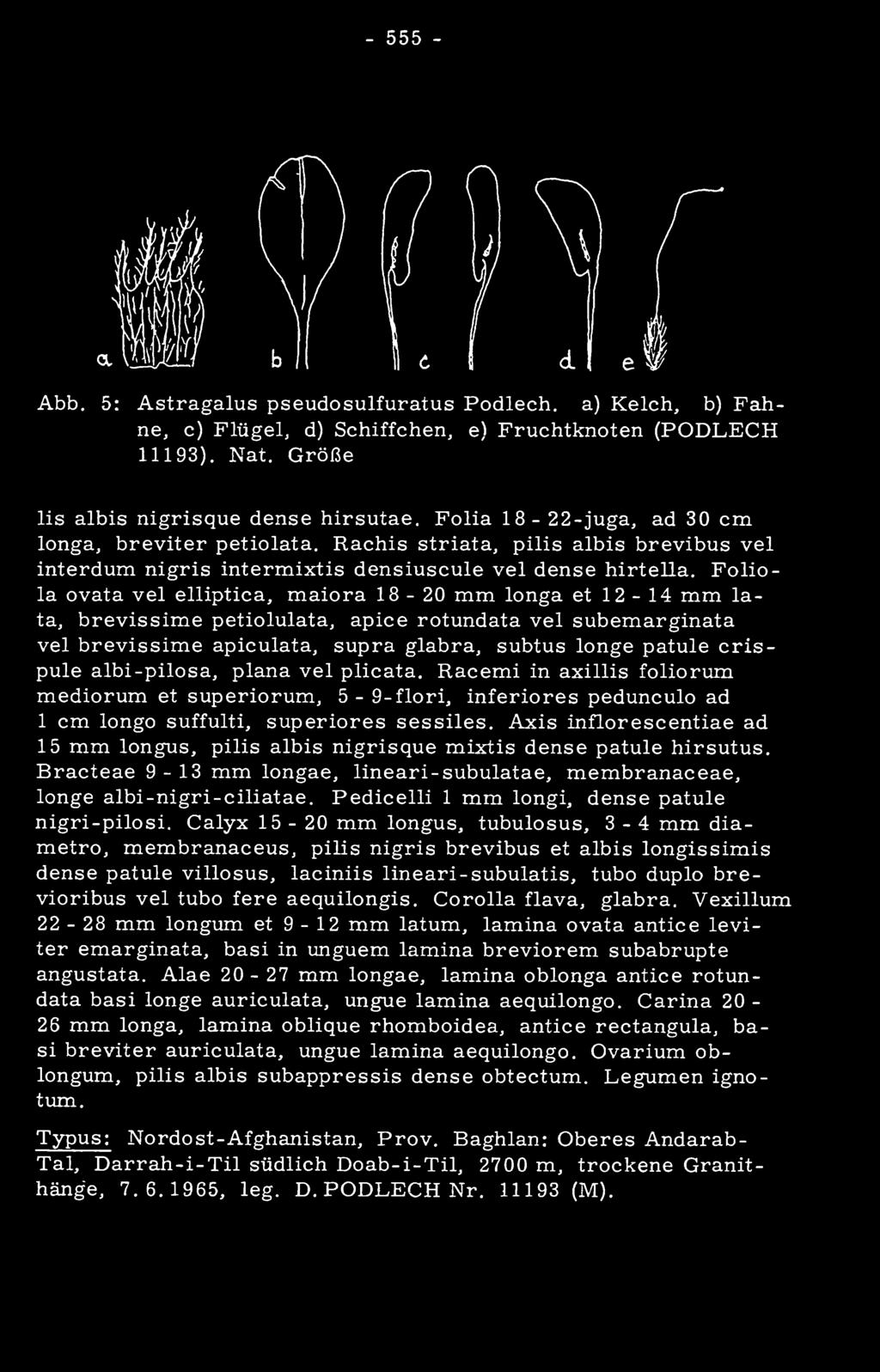 Axis inflorescentiae ad 15 mm longus, pilis albis nigrisque mixtis dense patule hirsutus. Bracteae 9-13 mm longae, lineari-subulatae, membranaceae, longe albi-nigri-ciliatae.