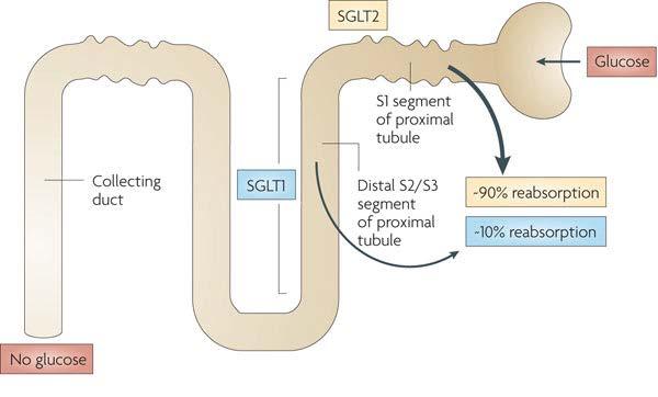 SGLT-2 Inhibitoren (Glifozine) SGLT-2: sodium glucose-linked