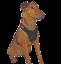 Sizes S & M: Short-legged scent hounds, large Terrier breeds, Beagle, Toy Poodle, Pomeranian, Miniature