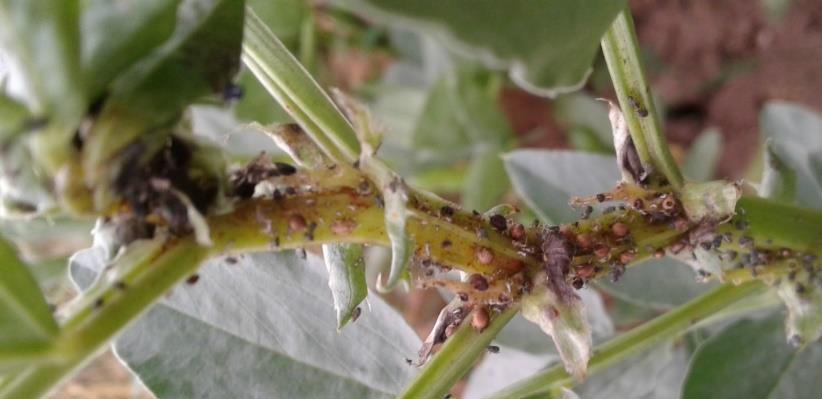 Ackerbohne und natürliche Schädlingskontrolle Was ist bereits bekannt?
